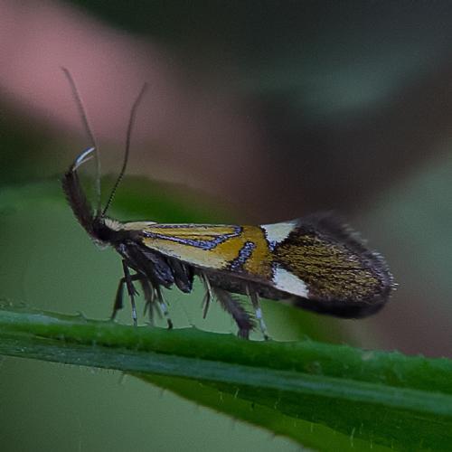 Réf. 258 720 : Alabonia geoffrella